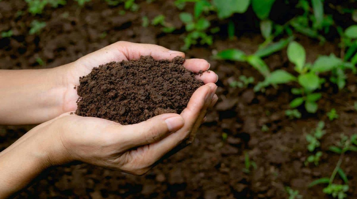 SOIL HEALTH